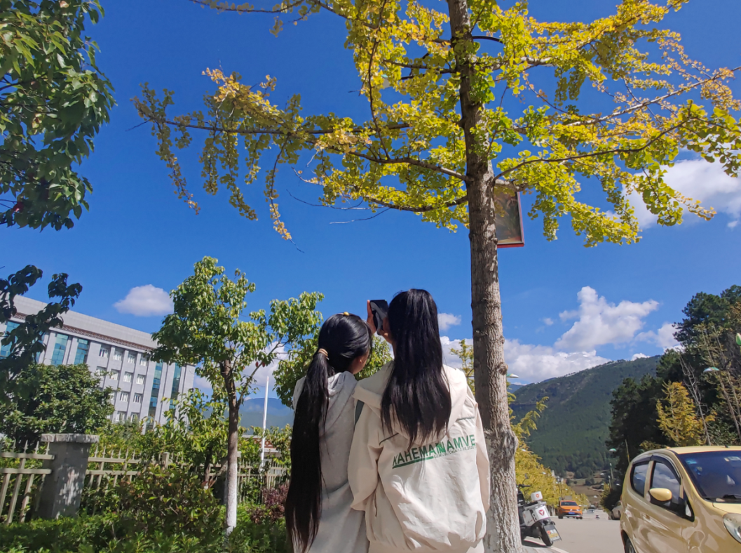 秋天到了，樹(shù)葉黃了景色美了 張燕1.png