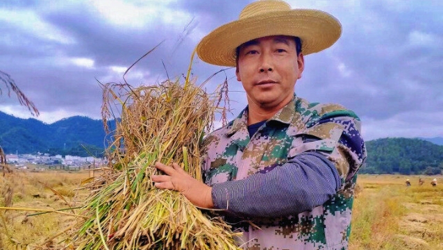 又到攀天閣鄉水稻豐收時 遍地金黃收割忙