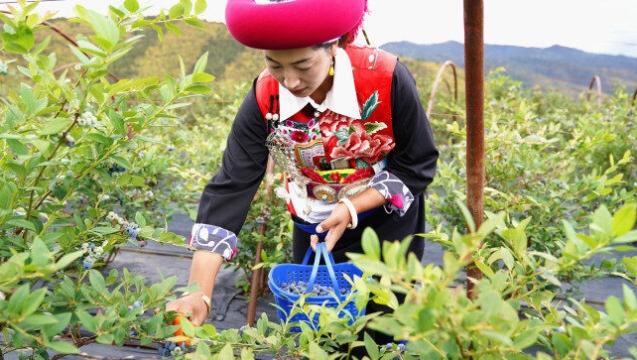 小中甸藍莓撬動鄉村發展