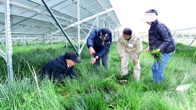 國能迪慶香格里拉公司“光伏+牧草”試驗項目開展牧草產量檢測