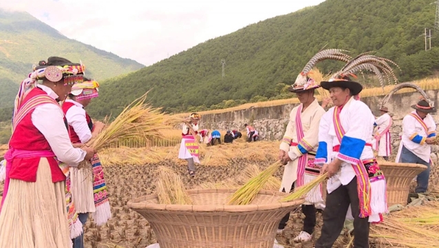 維西縣康普鄉康普村小紅米迎豐收