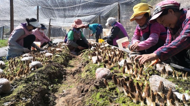 三壩鄉白地村民忙著養護羊肚菌
