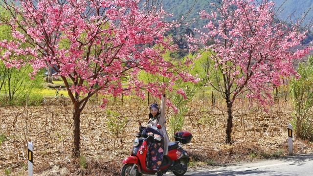 塔城鎮：花開正盛春色美
