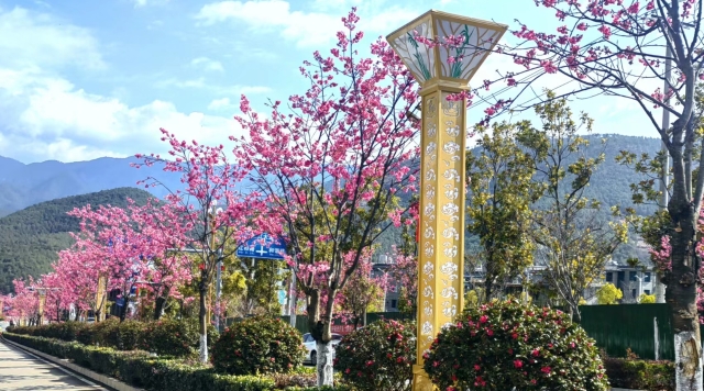 春日里的維西