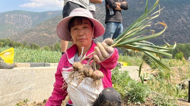香格里拉市：金江鎮興文村大蒜喜獲豐收