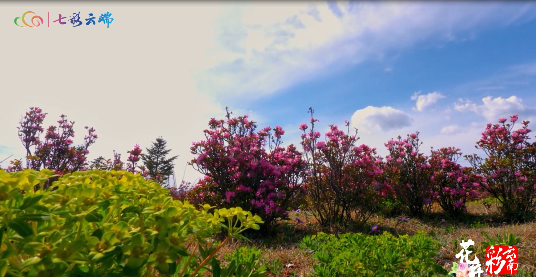 【花開彩云南·香格里拉】我在雪域高原的夏天，遇見漫山遍野的杜鵑
