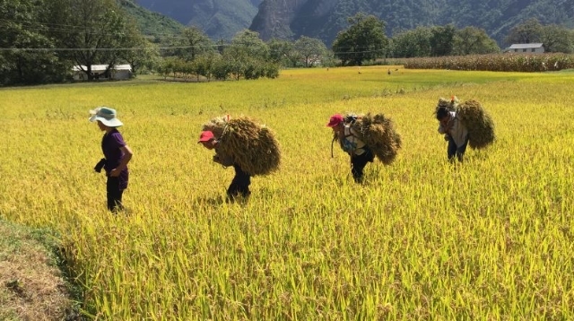 塔城鎮其宗村：村民收稻忙