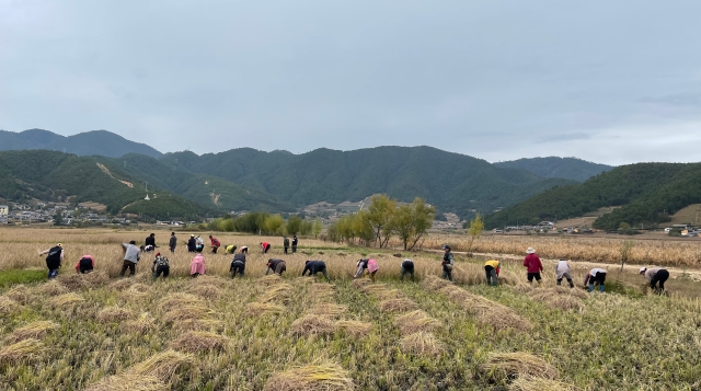 ?攀天閣鄉安一村黑谷喜獲豐收