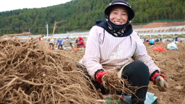 小中甸鎮聯合村村民當歸地里冬收忙