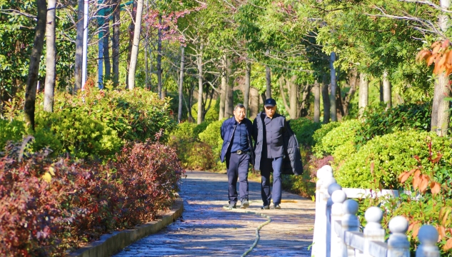 香格里拉產業園區冬櫻花開??提前解鎖“春日”美景