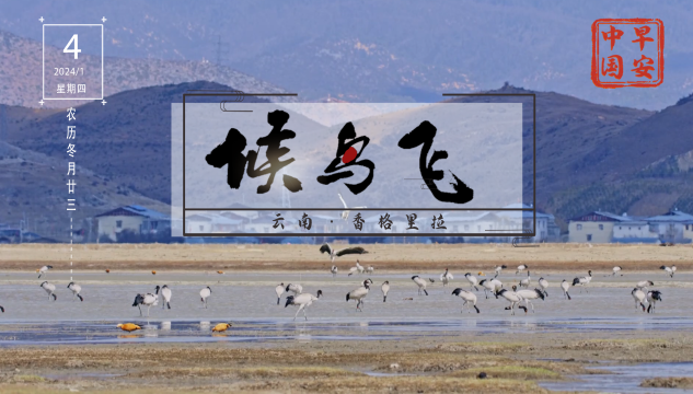 明早七點，在《早安中國》感受“飛羽天堂”的魅力