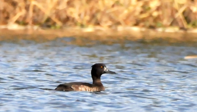 【迪慶百鳥(niǎo)集】67鳳頭潛鴨