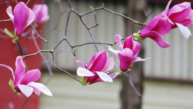 香格里拉產業園區：春有約 花不誤
