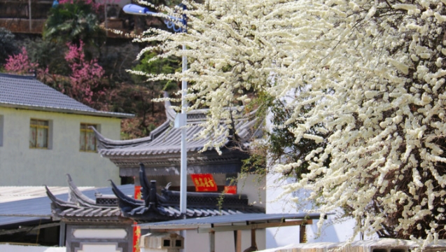春分時節 維西塔城春色滿園關不住