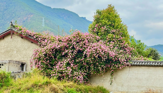 春色滿園關不住