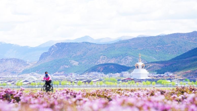 草原上的杜鵑花都開(kāi)好了，你還不來(lái)嗎？