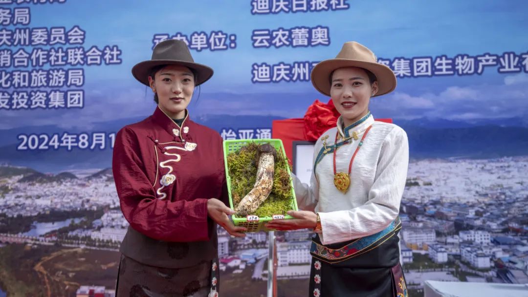 香格里拉“松茸王”招募競拍活動首日，直播吸粉4000多，最終以3300元線上成交