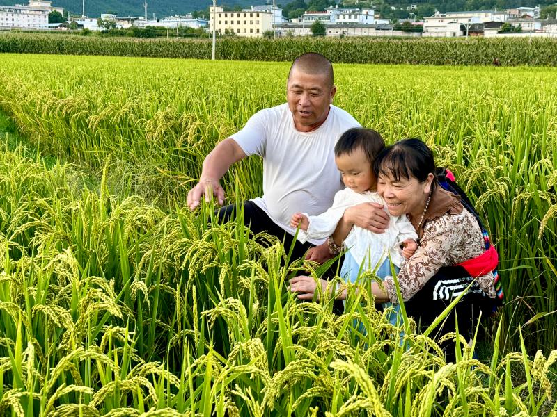 香格里拉市金江鎮處處呈現出一派生機盎然、豐收在望的喜人景象