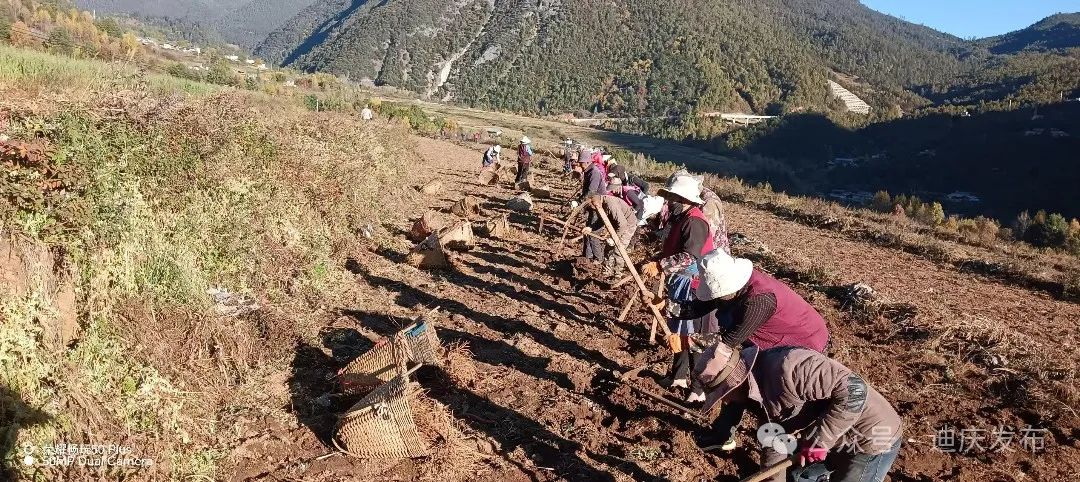 安南村當歸種植喜獲豐收