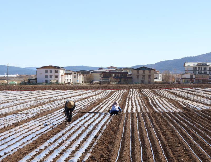 香格里拉市建塘鎮尼史村布倫村民小組為節后種植萵筍做準備