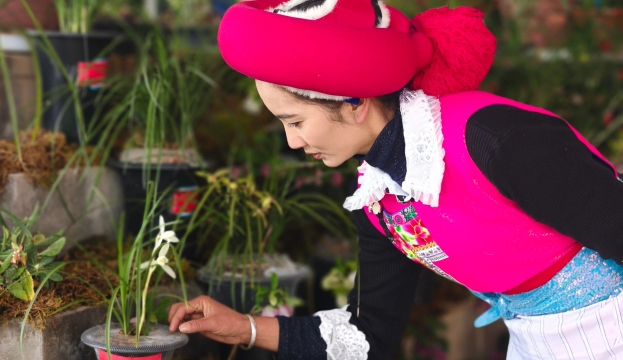 香格里拉高山植物園特色蘭花展持續開放