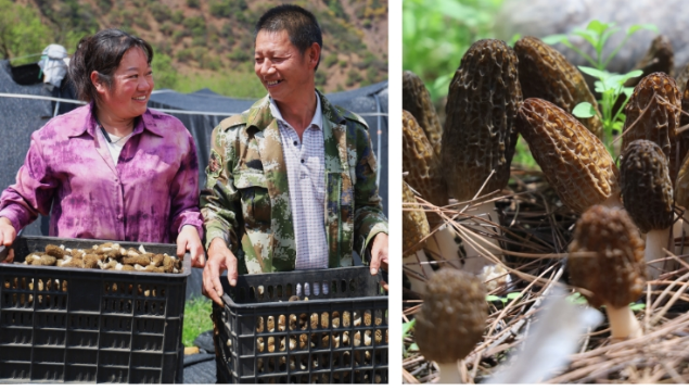 三壩鄉哈巴村羊肚菌喜獲豐收