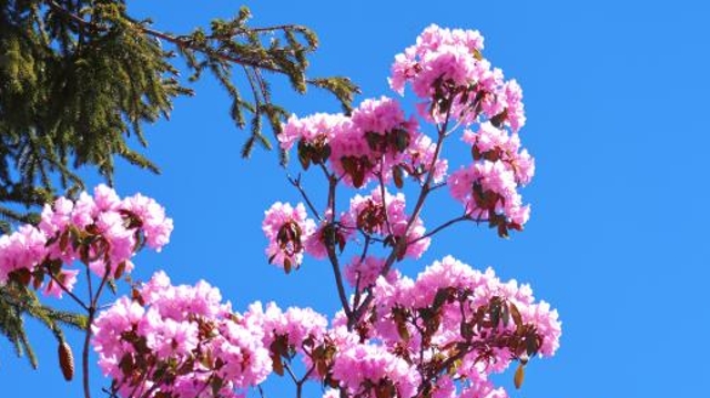 香格里拉旅游東環線的杜鵑花開了