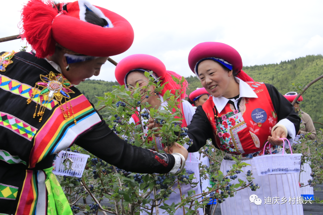 答好五問促增收丨迪慶：奏響鄉村產業富民新樂章