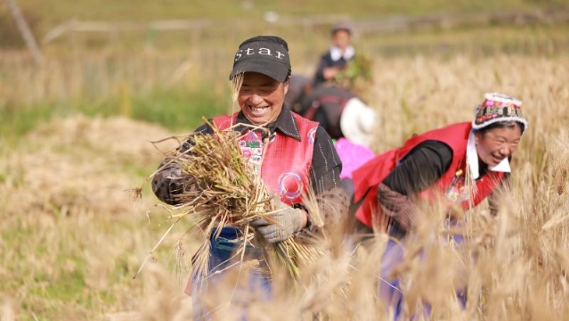  秋日限定 | 快來pick迪慶豐收名場面！你最愛哪一張？