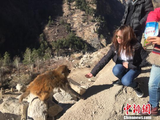 猴子不怕生，不斷抓起游客手里的零食吃起來。　趙朗 攝