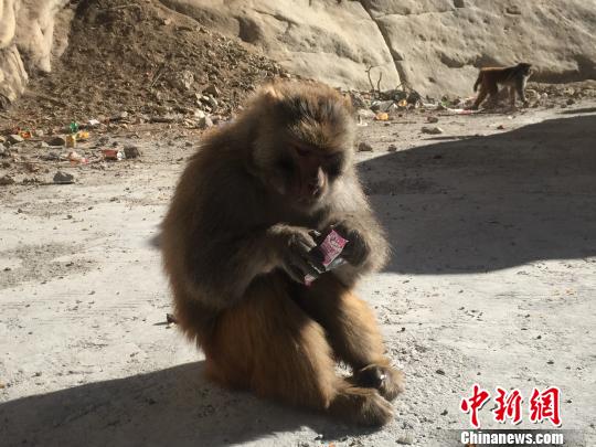 這只猴子搶到了一包爆米花棒，熟練的撕開包裝吃起來。　趙朗 攝