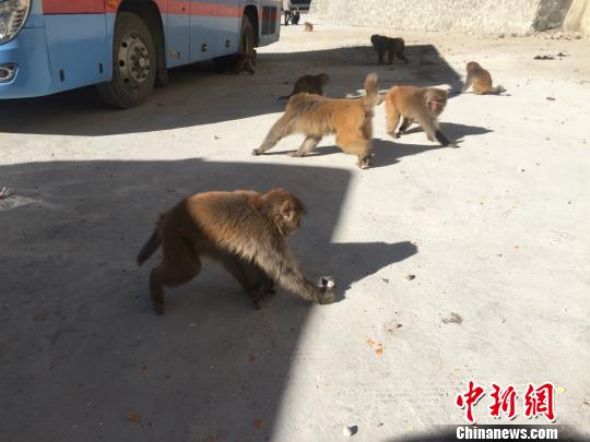 猴子們直接跑到了休息處的過路車輛旁邊，地上灑落著過往行人留下來的零食。　趙朗 攝