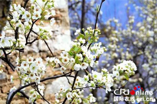 圖片默認標題_fororder_5、如漫天飛雪的梨花