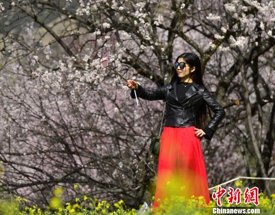 圖為內(nèi)地游客在桃花樹(shù)下自拍。　周文元 攝