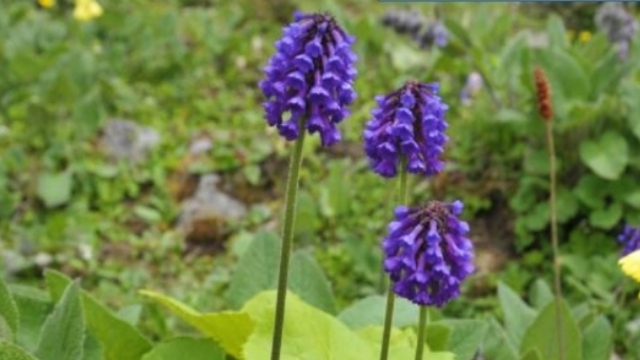 羽葉穗花報春