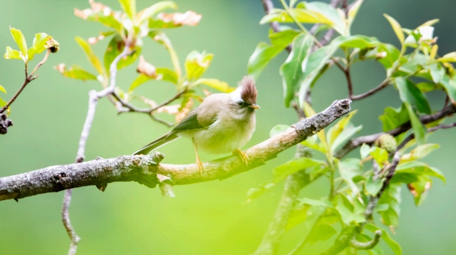 白領鳳鹛